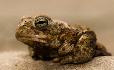 Deze padden komen ieder jaar bij mij in de tuin.
Daarom lukt het heel goed om foto's van deze dieren te maken terwijl ik dan plat op de tegels lig.