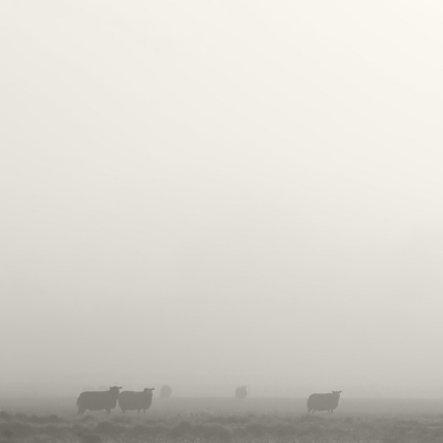 De zon probeerde de ochtendmist te verdrijven. De schapen in de wei gaven dit beeld.
