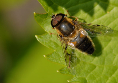 de foto is uit de hand gemaakt weer was zonnig met een D200 + micro nikkor 105 2.8 vr en in geflitst met een r1 c1 macro flitser