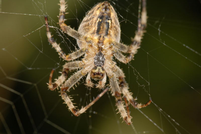 Gemaakt met een D200 , Objectief vr 105 mm 2.8 C  geen statief , weer zonnig , en ingeflitst met de R1 - C1 micro flitser met commander .