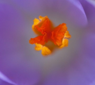 prachtige kleuren en een aankondiging van de lente.  een uit probeersels met m'n nieuwe 100 mm 2.8 IS