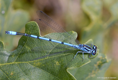 De mijnweg een super mooi natuurpark waar je van alles tegen kan komen van groot wild tot heel kleine insecten