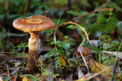 Ben op mijn buik gaan liggen om deze foto te maken. Ik maakte een serie herfstdrieluiken. Het was zonnig na een nacht regen. Het licht viel mooi en ik ben tevreden over de kleur en compositie. Ik heb geen idee wat dit voor een paddenstoel is. Wie wel?