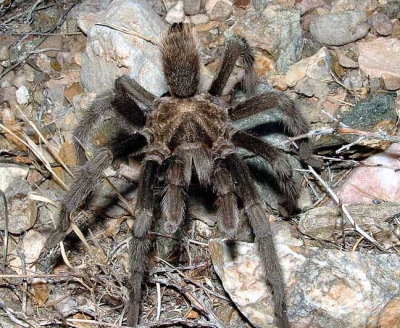 <i class='fa fa-user'></i> Tobias Dansen | Woestijntarantula (?)  <i class='fa fa-eye'> 216</i>   <i class='fa fa-comment-o'> 1</i>