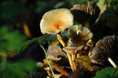 Op deze paddenstoelen viel het zonlicht prachtig, wat een kleur! Ik had ze nooit eerder gezien en vond ze er erg mooi bij staan, hoewel ze al een beetje op hun retour leken. Determinatie heb ik gedaan op basis van beelden van andere fluweelpootjes op deze website, ik ga er vanuit dat die klopt. Graag hoor ik wat jullie er van vinden.