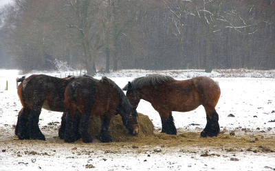 Van de fikse sneeuwbuien trokken deze dames/heren zich schijnbaar weinig aan.