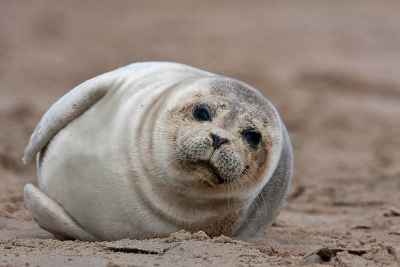 Vandaag trof ik twee zonnende Gewone Zeehonden aan op het strand van de Katwijkse uitwatering. Gefotografeerd vanaf statief.