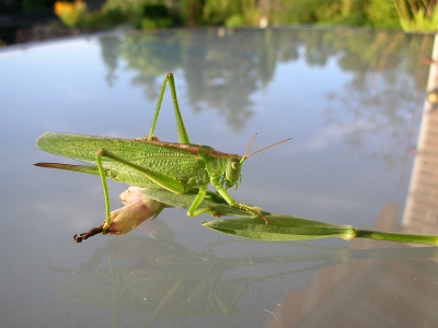 Van het zomer zittend in de tuin kwam deze gast voorbij