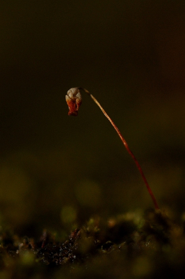 Nog een mossenfoto van een klein tijdje geleden. Deze is ook met wat tegenlicht genomen. Een beetje een standaard plaatje, maar ik vind hem zelf toch wel aardig.