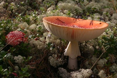 <i class='fa fa-user'></i>&nbsp;Bertina&nbsp;| Vliegenzwam&nbsp; <i class='fa fa-eye'>&nbsp;184</i> &nbsp; <i class='fa fa-comment-o'>&nbsp;0</i>