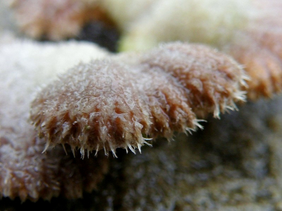 onbekend paddestoeltje, close-up van de zijkant van de hoed. foto genomen tijdens een stevige regenbui.