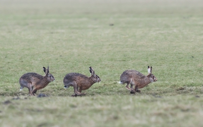 Voorlopig de laatste hazen. (3 per week...) In het kader van onze jeugd noem ik deze "tikkertje spelen"
Meer over de hazen op www.edvanzoonen.nl
