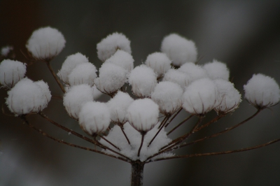 na een sneeuwbui zag deze berenklauw er wel heel mooi uit.