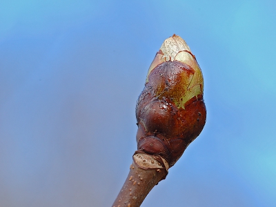Jaja bijna is het zover Lente, lekker met mijn macrolens naar de duinen geweest, nu flink oefenen voordat de bloemen en insecten komen. Deze knoppen staan nog stil, al stond er erg veel wind dit weekend !