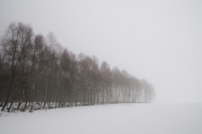 Geen high key bewerking of zo iets, maar gewoon een rij bomen in de sneeuw en flinke mist. Crop (80% van origineel), verkleind en verscherpt.