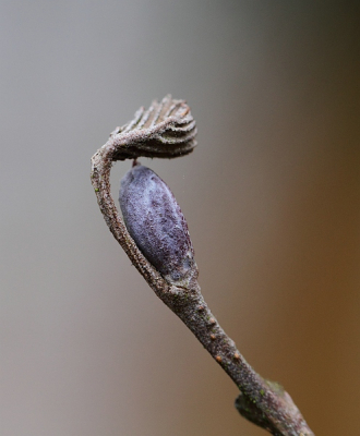 Knop van zwarte Els met verdord blaadje uit een vorig jaar. In een somber Belgisch bos.