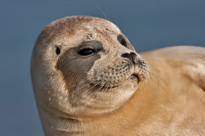 Al een week liggen er twee Gewone Zeehonden regelmatig te zonnen bij de Katwijkse Uitwatering. Vanaf statief genomen.