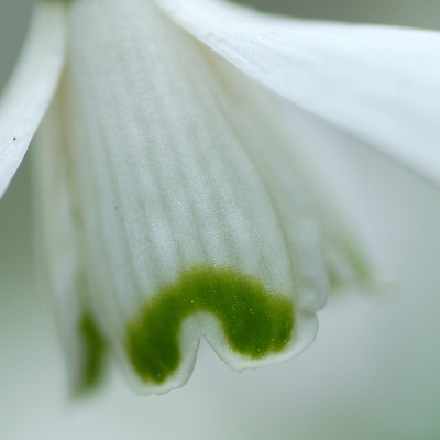 Nog een foto van een sneeuwklokje die ik vandaag gefotografeerd heb. Ze waren inmiddels helemaal uitgekomen. Hier een detailopname.