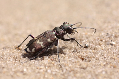 Normaal zijn zandloopkevers niet zo happig om gefotografeerd te worden en vliegen of rennen ze snel weg. Deze was vriendelijk voor me en bleef lange tijd voor de lens zitten.