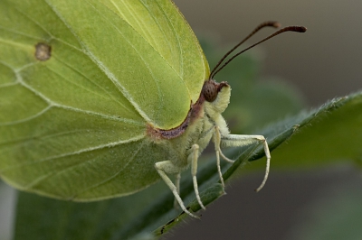 Een primeur? Misschien niet eerlijk, want deze vlinder vond ik in mijn kweekkas. Hij zal daar waarschijnlijk de winter hebben doorgebracht?!