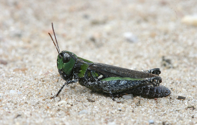 Gemaakt in open heide/zandvlakte bij Otterlo. spronkhaan is ongeveer 2 tot 3 cm