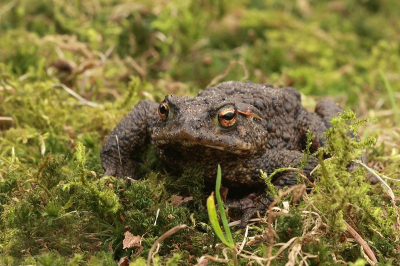 Ze zijn er weer ! De paddentrek is bezig. Dit mannetje liet zich mooi fotograferen.