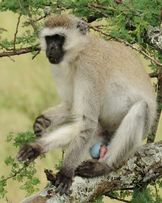 Op n van onze gamedrives zagen we deze Groene Meerkat zitten. Zijn ogen helaas in de schaduw,maar wat wel goed te zien is, is zijn kleurrijke klokkenspel. Hier kun je toch wel spreken van een byzondere kleurstelling.
