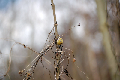 <i class='fa fa-user'></i> LemonPhys | Zwartgerande Tuinslak  <i class='fa fa-eye'> 86</i>   <i class='fa fa-comment-o'> 0</i>