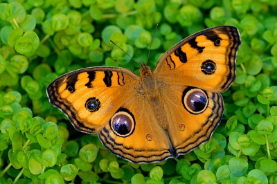 Wederom een junonia meegelift met een zending waterplanten uit Maleisie. Prachtige soort.