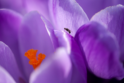 Een heerlijke zonnige dag in Eibergen, door een operatie mag ik nog niet te veel lopen dus het maar lager op de grond gezocht. Vond dit vliegje wel een meerwaarde geven in het krokus landschap.