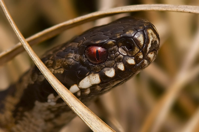 Deze Adder vond het niet erg dat ik er was en hij was heel nieuwsgierig en kwam erg dichtbij.