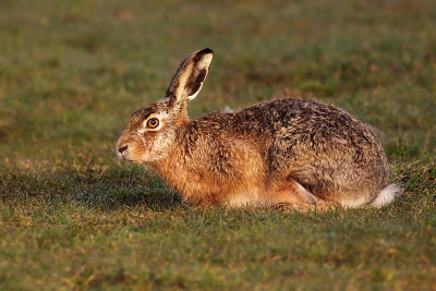 Deze haas was lekker in het zonnetje aan het opwarmen 's ochtends. Gelukkig mocht ik even een paar plaatjes maken. Foto is nagenoeg niet gecropped...