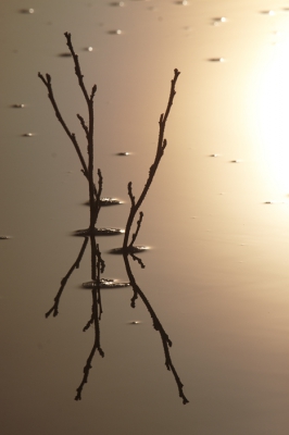 op een mooie morgen, windstil weer,  opkomende zon en een beetje rijp op de natuur. wel fris maar geweldig om in de stilte van de morgen te wandelen met je camara en zowel het gevoel en als het beeld  vast te leggen