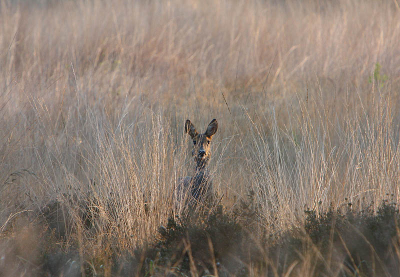 Het centraal plaatsen van een onderwerp is niet gebruikelijk. Vanwege de symmetrie op de kop van deze Reegeit en het oogcontact toch besloten om het zo te doen. Ook de keuze om niet in portret-formaat te zetten is een bewuste keuze. Het wijde karakter van de heide vind ik zo meer tot zn recht komen.