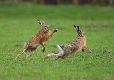 Een groep van 8 hazen lag zich ogenschijnlijk te vervelen waarbij ze dan om de beurt elkaar gingen chagarijnen (althans zo leek het) waarbij af en toe rake klappen werden uitgedeeld ! Voor meer nationaal wild en gevogelte in groot formaat, ga naar: 
www.photo-marcelloromeo.com