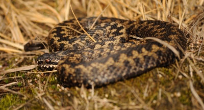 Deze foto van een Adder is gemaakt tijdens dezelfde trip als mijn vorige upload van de Heikikker.
Het is daar een heerlijk gebied met Heikikkers, Levendbarende Hagedissen en dus Adders.
Daarnaast kruipt, vliegt, zwemt, loopt en wandelt er nog veel meer interessants rond. Niet te vergeten de vele planten die er ook nog zijn. En dan heb ik ook nog het geluk dat het vlak naast de deur is!