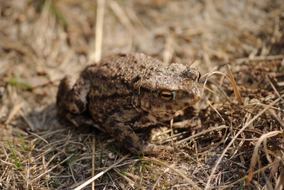 In Drenthe zijn genoeg plekken om amfibien en reptielen te bewonderen. Ik vind de naam "Gewone"/"Common" ergens ook niet terecht.
Deze pad was zo vriendelijk om even voor mij te poseren voor hij zijn reis weer vervolgde!
Ik zag thuis helaas pas dat het scherpste punt net iets achter de oog van de pad ligt.