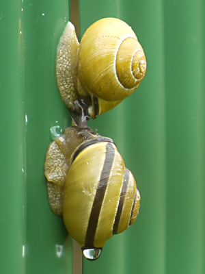 Deze 2 hadden niet meer nodig dan een fikse regenbui om hun soort voor de toekomst te verzekeren.  Verticaal op een plactic tuinafsluiting.  Ik weet niet hoe de paring precies in zijn werk gaat maar het ziet er vrij ingewikkeld uit.