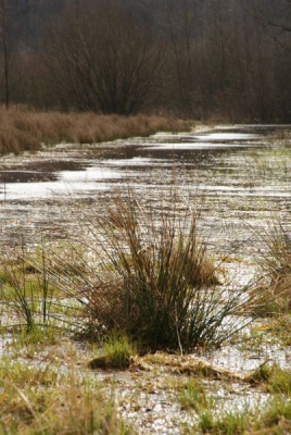 Een frisse, bewolkte ochtend. De zon schijnt op het water in het veen. De foto is tegen de zon in genomen.
