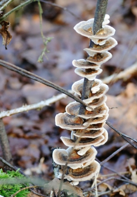 Gefotografeerd tijdens een winterse (zonder sneeuw) wandeling. Vond het grappig dat deze zwammetjes achter elkaar aan op dit takje omhoog groeiden.