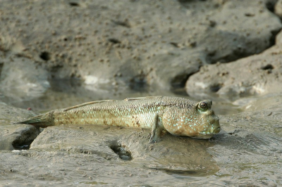Deze Slijkspringers zijn grappig om te zien als ze over het water 'lopen'. Ze leven in ondiepe kustwateren, waarbij ze zich ook boven water begeven. Foto gemaakt uit een bootje.