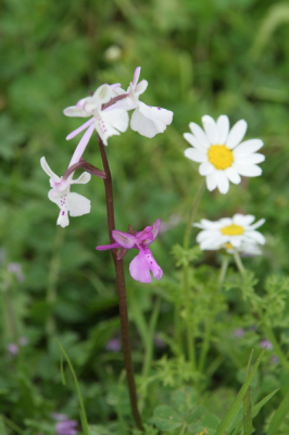 Kleurvarieteiten binnen een populatie zijn bij orchideen niet ongewoon maar binnen een plant had ik zoiets nog nooit gezien. Misschien een strategie om meer insecten aan te trekken?