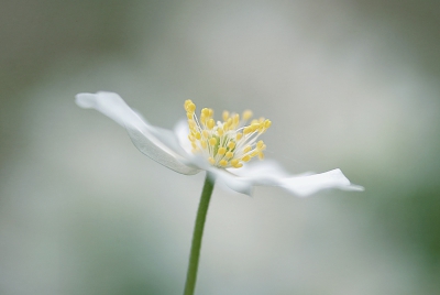 De bosanemomen bloeien deze tijd van het jaar uitbundig langs de oevers van de Slingebeek. De foto 's middags gemaakt, de bloemen stonden prachtig open. Deze stak mooi boven de andere uit.