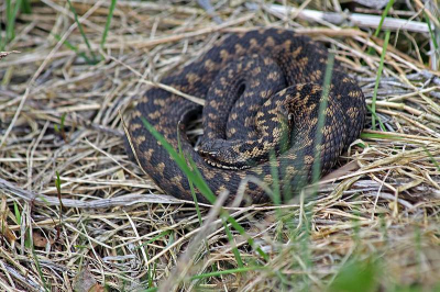 Op tweede paasdag was het weer uitstek geschikt om adders te gaan zoeken. Deze lag lekker zonnen.