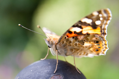 Foto van zomer 2009.
Deze vlinder zat heel lang stil en ik raakte hem bijna aan met de lens. Het maakte de vlinder niks uit en liet me gerust wat foto's maken.
Ik vond dit wel een leuke foto als mijn eerste upload hier.