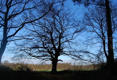 Op een prachtige winterdag lekker het bos in gegaan. Van deze boom moest ik gewoon een foto maken, in mijn ogen straalde die een geweldige kracht uit. Tevens een mooie strakblauwe achtergrond.