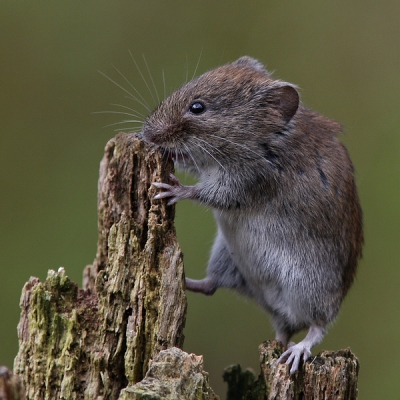 Nature picture: 2. Myodes glareolus / Rosse Woelmuis / Bank Vole