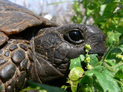 <i class='fa fa-user'></i> Carl Derks | Landschildpad sp.  <i class='fa fa-eye'> 256</i>   <i class='fa fa-comment-o'> 3</i>