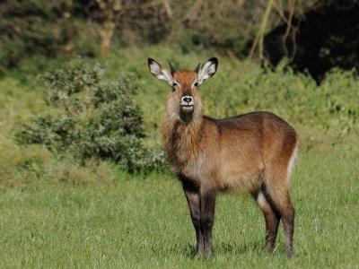 Dit waterbokje zagen we tijdens een wandelsafari in een park bij Lake Naivasha. Hele mooie dieren.
