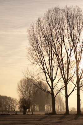 Eigenlijk een plaat die ontstaan is tijdens het zoeken naar een kolonie ooievaars, die net buiten Deventer te vinden zou zijn. Ik was al 3 keer langs die bomen gereden, en ineens zag ik deze foto..